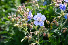 Nr.-278-Blaue-Blume-Fischhof