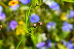 Nr.-279-Lichtspiel-Butterblume