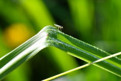 Nr.-280-Muecke-Fischhofpark