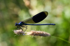 Nr.-324-Libelle-Waldnaabaue-bei-Gumpen