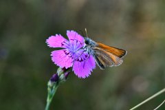 Nr.-325-Schmetterling-auf-Heide-Nelke