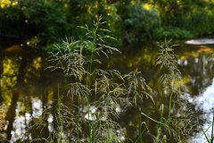 Nr.-326-Abendstimmung-Waldnaabaue