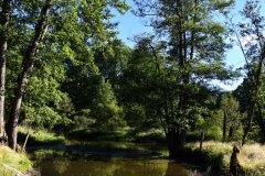 Nr.-327-Waldnaabaue-Gumpen