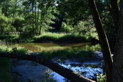 Nr.-331-Waldnaabaue-Gumpen