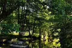 Nr.-334-Waldnaabaue-bei-Gumpen-2022