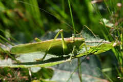 Nr.-52-Heuschrecke-in-der-Waldnaab-Aue-bei-Gumpen