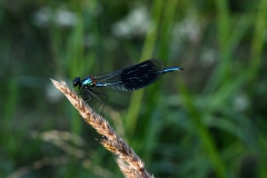 Nr.-53-Blaufluegel-Prachtlibelle-Gumpen-in-der-Oberpfalz