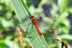 Nr.-54-Libelle