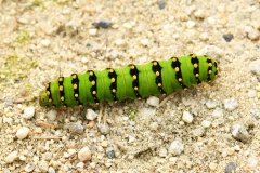 Nr.-55-Libelle-Gumpen