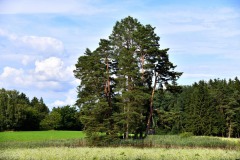 Nr.-59-Kleiner-Teich-mit-alten-Kieferbaeumen-nahe-der-Murschrottkapelle-in-TIR