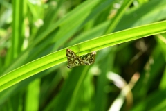 Nr.-63-Kleiner-Schmetterling-Blattunterseite