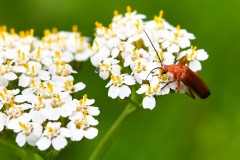 Nr.-64-Kaefer-auf-Schafgarbe-2