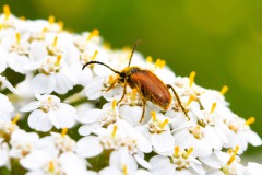 Nr.-65-Kaefer-Bluetenstaub-2