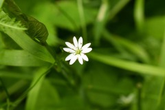 Nr.-66-Weisse-Minibluete