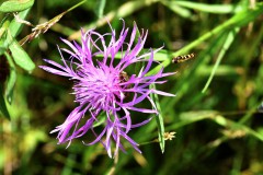 Nr.-67-Kleine-weisse-Blume