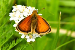 Nr.-68-Schmetterling-Fell