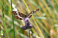 Nr.-69-Schmetterling-Landkaertchen-von-unten-fotografiert