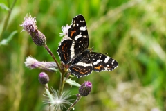 Nr.-70-Schmetterling-Landkaertchen