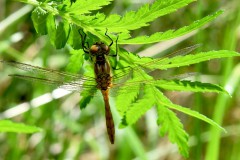 Nr.-71-Libelle-Rothenbuerger