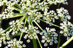 Nr.-72-Blueten-mit-Knospen