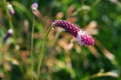 Nr.-73-Bluete-die-von-oben-nach-unten-Blueht