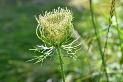 Nr.-74-Bluetenknospe-gruen