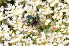 Nr.-75-Fliege-im-Blüetenmeer