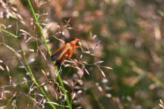 Nr.-76-Brauner-Kaefer-Graeser