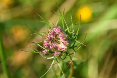 Nr.-78-Beginn-einer-Bluete