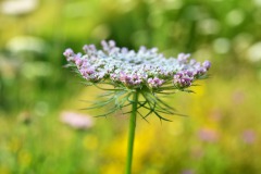 Nr.-78-Bluetentupfer