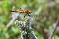 Nr.-79-Libelle-Sonnenstrahlen