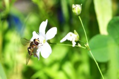 Nr.-80-Schwebefliege-1