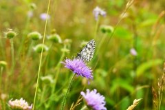 Nr.-81-Schmetterling-Schachbrett