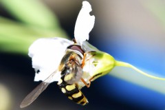 Nr.-82-Schwebefliege-2