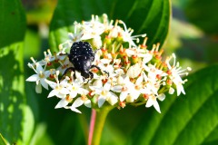 Nr.-83-Kaefer-auf-Blume