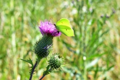 Nr.-84-Zitronenfalter