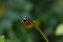 Nr.-86-Kleiner-roter-Kaefer