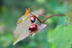 Nr.-87-2-kleine-Kaefer-auf-Blatt