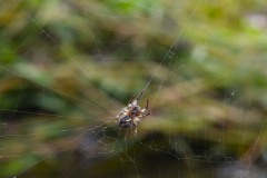 Nr.-88-Spinne-im-Netz