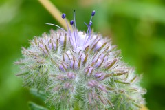 Nr.-90-Bluete-Phacelia