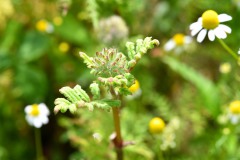 Nr.-91-Bluete-Phacelia