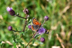 Nr.-94-Kleiner-Schmetterling
