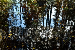 Nr.-98_-Bachspiegelung