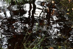 Nr.-99-Bachspiegelung-3