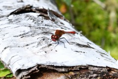 Nr.137-Libelle-auf-Birke