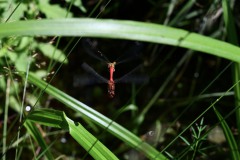 Nr.260-Engelmannsteich