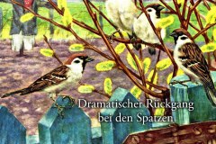 Der-Rueckgang-der-Spatzen