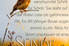 Die-Feldlaerche
