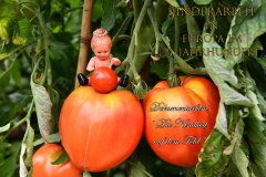 Kinderarbeit-in Tomatenplantagen in der Türkei