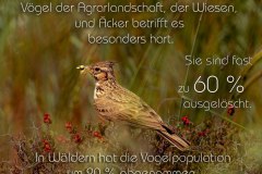 Studie-Vogelsterben-Europa